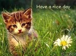 Have a nice day