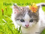 Have a nice day