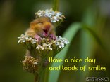 Have a nice day and loads of smiles