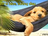 Have a nice, sunny day