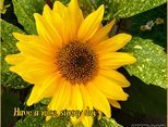 Have a nice, sunny day