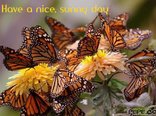 Have a nice, sunny day