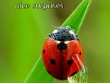 Have only nice surprises