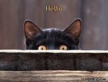 Hello
