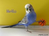Hello