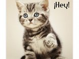 ¡Hey! 