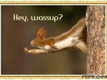 Hey, wassup?