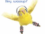 Hey, wassup?