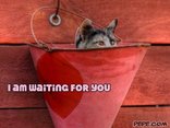 I am waiting for you