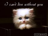 I can't live without you
