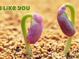 I like you