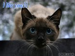 I like you :):)