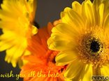 I wish you all the best