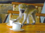 I would like to invite you for a meeting over coffee.