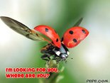 I'm looking for you. Where are you?