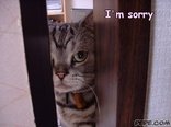I'm sorry
