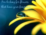 In the meadow ... I'm looking for flowers that have your fragrance
