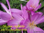 Jesienne pozdrowienia