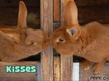 Kisses