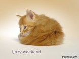 Lazy weekend