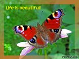 Life is beautiful!
