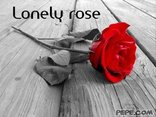 Lonely rose