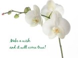 Make a wish and it will come true!