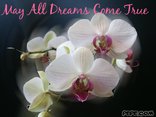 May All Dreams Come True
