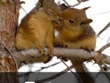 Поцілунки