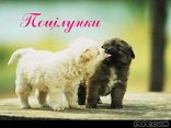 Поцілунки