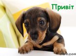 Привіт
