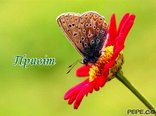 Привіт