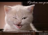 Привет, как дела?