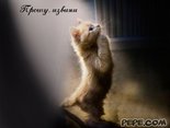Прошу, извини