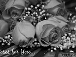 Roses for You