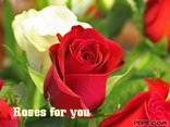 Roses for you