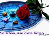 So schön, wie diese Rosen …
