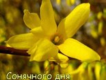 Сонячного дня