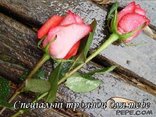 Спеціальні троянди для тебе