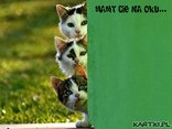 ♥szpiegowskie koty...