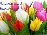 The most beautiful flowers for you!