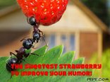 The sweetest strawberry to improve your humor!