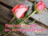 These roses says