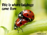 This is where ladybugs come from