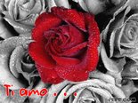 Ti amo