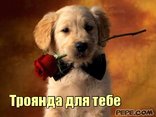 Троянда для тебе