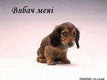 Вибач мені