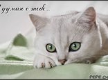 Я думаю о тебе