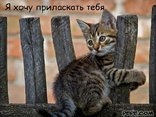 Я хочу приласкать тебя