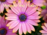 You are my flower